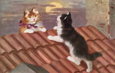 Postal de gato (litografia a cores)