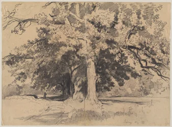 Árvores altas perto de Böding