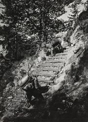 Álbum "Meine weltkriegs - Erinnerungen South-West Front (Caríntia, Itália, Tirol do Sul) (My world war - memories of the South-Western Front in Carinthia, Italy, Trentino-Alto Adige) 31/03/1915-12/11/1918 - Josef Zohles Wien ": Mulas do exército ao longo d