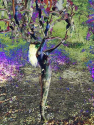 Árvore azul