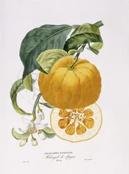 História natural das laranjeiras, 1818-20