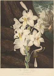 O Templo da Flora; ou Jardim da Natureza: Lírio Branco com Folhas Variegadas
