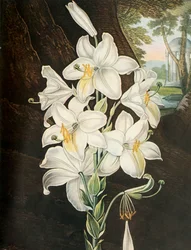O lírio branco, c1800, 1948.