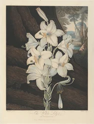 O Lírio Branco com Folhas Variegadas, 1800, de Robert John Thornton, o 
