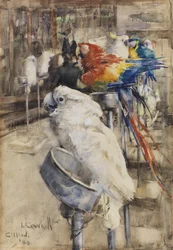 O Aviário, Clifton