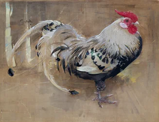 O galo malhado