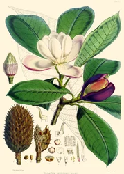 Magnólia hodgsonii, 1855