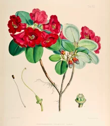Rododendro thomsonii, 1895