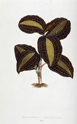 Folha de Anoectochilus Xantophyllus. Tábua botânica em "Plantas com folhagem colorida.
