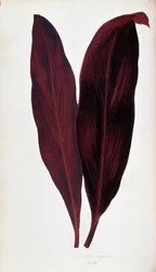 Folha de Dracaena ferrea em "Plantas com folhagem colorida. Colecção das espécies mais notáveis utilizadas para decorar jardins, estufas e apartamentos, por Edward Joseph Lowe e W. Howard, membros da Sociedade de Horticultura de Londres. Traduzido de Eng