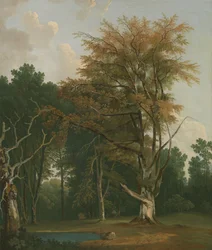 Árvores numa clareira de floresta