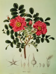 Rosa rugosa, de "Flora Japonica", Vol 1, de von Siebold e Zuccarini