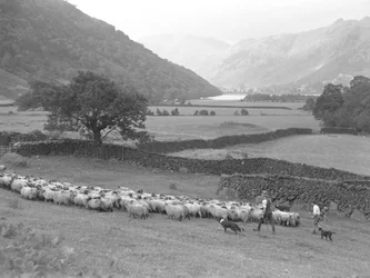 Um agricultor, um rapaz e dois cães conduzem um rebanho de ovelhas através de um campo, com um lago e as montanhas como pano de fundo