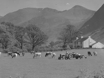 Um agricultor conduz o seu trator através de um campo com vacas, um edifício agrícola e campos ao fundo