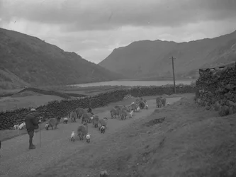 Um agricultor conduz um rebanho de ovelhas e cordeiros ao longo de uma estrada, com o lago e as montanhas como pano de fundo