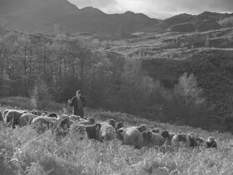 Um agricultor a olhar para o seu rebanho de ovelhas, com as montanhas ao fundo