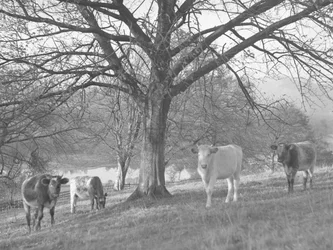 Um grupo de vacas num campo com um lago em fundo