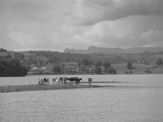Um grupo de vacas num banco de areia em Esthwaite Water