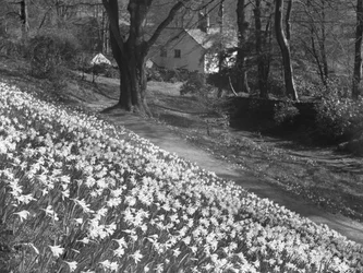 Uma série de narcisos numa encosta, com edifícios ao fundo