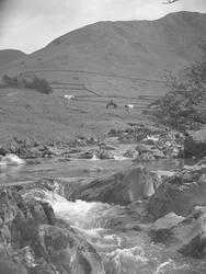 Uma vista de um cavalo e duas vacas a pastar perto de um riacho com as montanhas em fundo