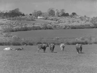 Vacas num campo