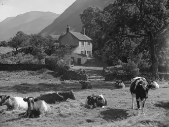 Vacas deitadas no campo, perto da estrada e da Gillerthwaite House, com as montanhas ao fundo