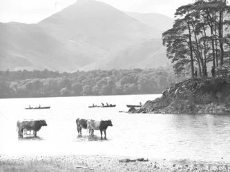 Vacas paradas em águas pouco profundas em Thirlmere com o lago, barcos a remos e caídas para trás
