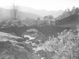 Vacas a caminhar sobre uma ponte de pedra com um riacho por baixo