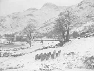 Rebanho de ovelhas na neve em Langdale