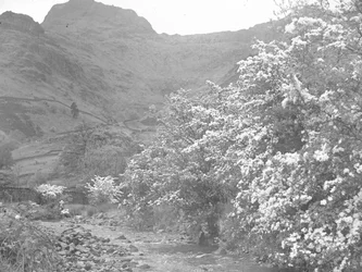 Rio com árvores em flor ao longo da margem e Langdale Pike em fundo
