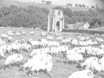 Ovelhas a pastar num campo em frente à Abadia de Shap
