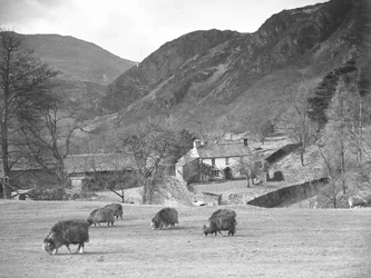 Ovelhas a pastar num campo com a quinta e as montanhas por trás