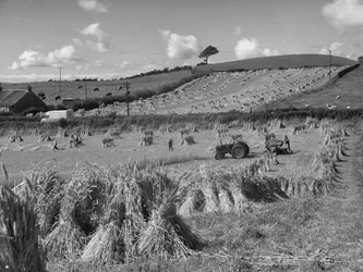 Trator no campo a colher trigo com um atador