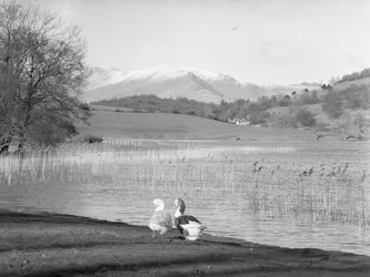Dois gansos à beira da água em Esthwaite Water, com as montanhas cobertas de neve ao fundo