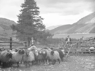 Dois pastores com um rebanho de ovelhas e Thirlmere atrás