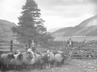 Dois pastores com um rebanho de ovelhas e Thirlmere atrás