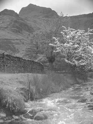 Vista de um riacho de montanha com uma árvore em flor em primeiro plano e os picos de Langdale em segundo plano