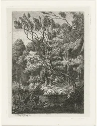 Vista da floresta