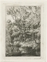 vista da floresta
