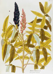 sumach (Rhus coriaria) de Joseph Jacob von Plenck (1735-1807), de Icones plantarum medicinalium, Viena.