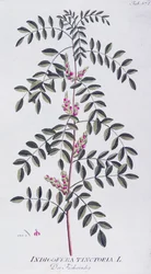 Verdadeiro índigo (Indigofera tinctoria) por Joseph Jacob von Plenck (1735-1807), de Icones plantarum medicinalium, Viena