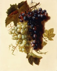 Cachos de uvas verdes e vermelhas suspensos em uma corda, c.1796