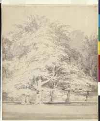 Faia Trees (tinta cinzenta lava a lápis sobre papel branco)