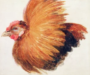 Galo de combate, de The Farnley Book of Birds, cerca de 1816