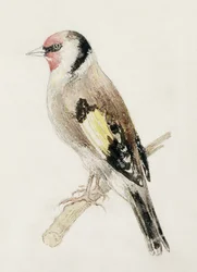 Goldfinch, de The Farnley Book of Birds, c.1816 (lápis e aguarela sobre papel)