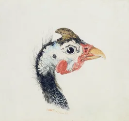 Guinea Fowl, de The Farnley Book of Birds, c.1816