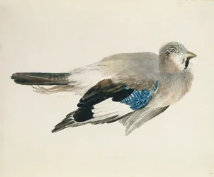 Jay, de The Farnley Book of Birds, c.1816 (lápis e aguarela sobre papel)