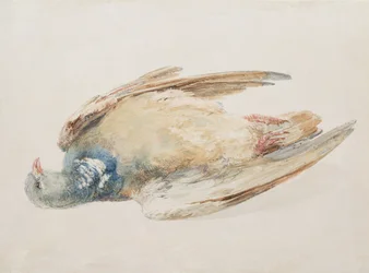 Pigeon, de The Farnley Book of Birds, c.1816 (lápis e aguarela sobre papel)