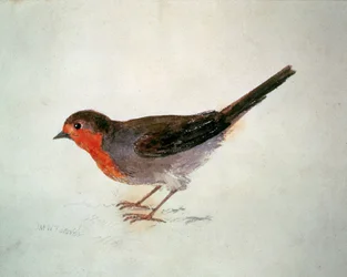 Pisco-de-peito-ruivo, do Livro de Aves de Farnley, cerca de 1816