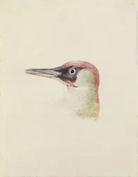 Pica-pau, de The Farnley Book of Birds, c.1816 (lápis e aguarela sobre papel)